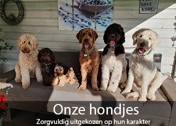 Onze hondjes